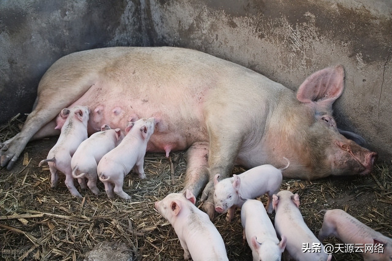 母猪流产怎么办？流产后的母猪该如何处理？猪场管理才是关键