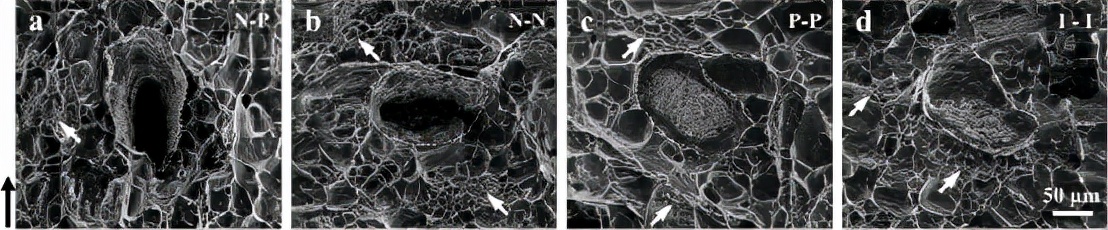 中科院卢磊团队：异质纳米结构铜中纳米孪晶束的各向异性增韧效应