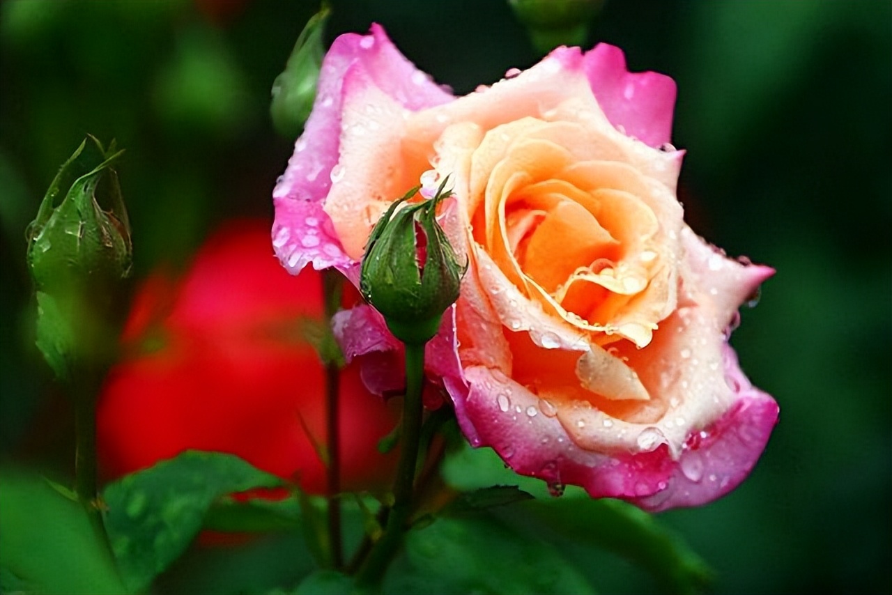 夏季最宜养花草有哪些品种,夏季养花草推荐