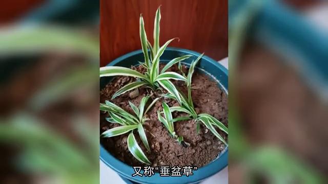 垂盆草吊兰图片,野生垂盆草吊兰