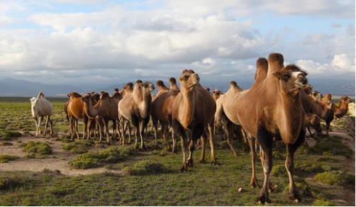 99元3罐驼奶粉是真的吗,几十元一罐的骆驼奶粉靠谱吗