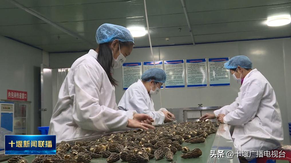 湖北省羊肚菌种植基地,十堰羊肚菌种植