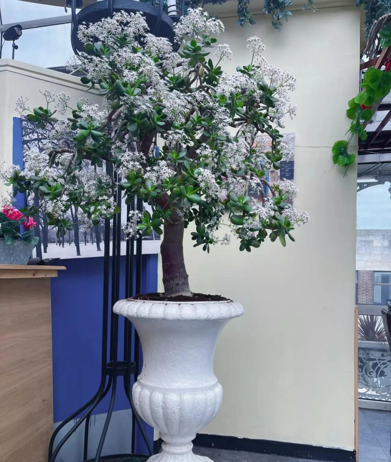 门前种三种树会富三代指哪三种树,家里有三种树有什么说法