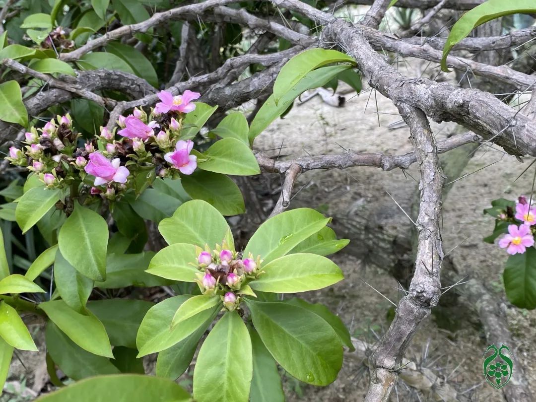 仙人掌花开的如此绚烂,仙人掌开花代表什么