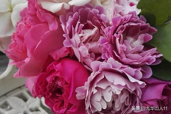 藤本月季品种列表,小型的藤本月季品种