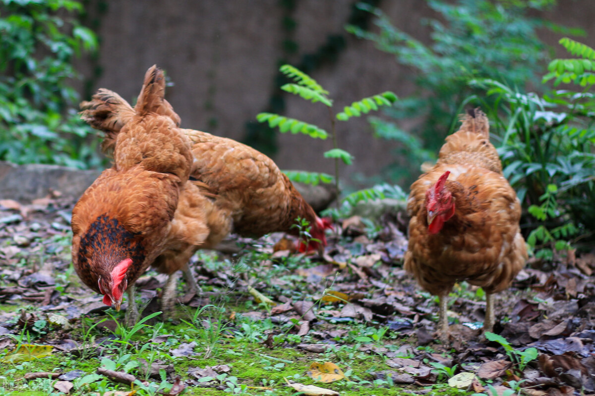 农产品在抖音上卖有什么条件,抖音卖农产品要什么证件