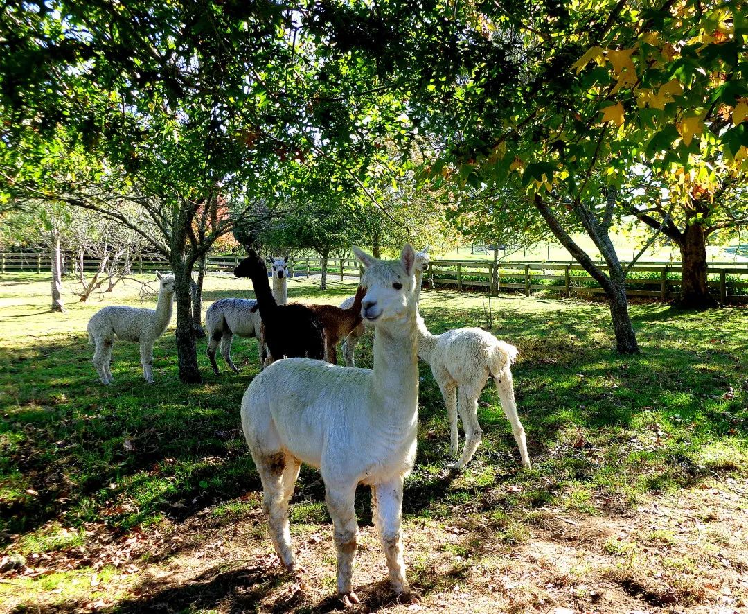 写给不被疫情束缚的心:用文字“云”游新西兰全境