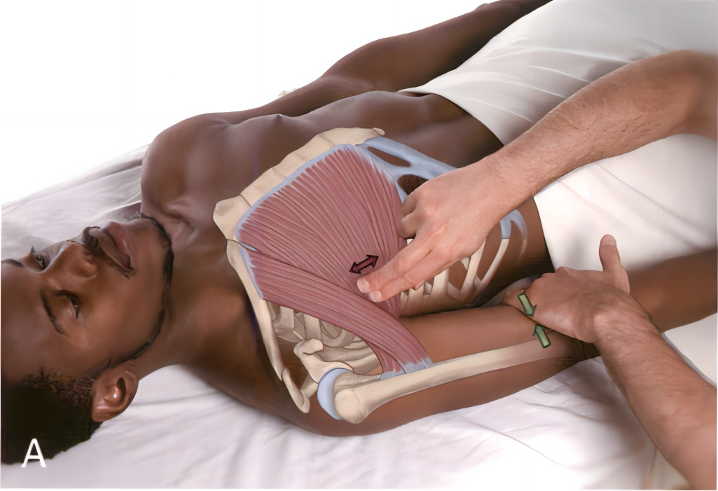 胸大肌紧绷不舒服怎么调理,胸大肌紧绷是什么原因