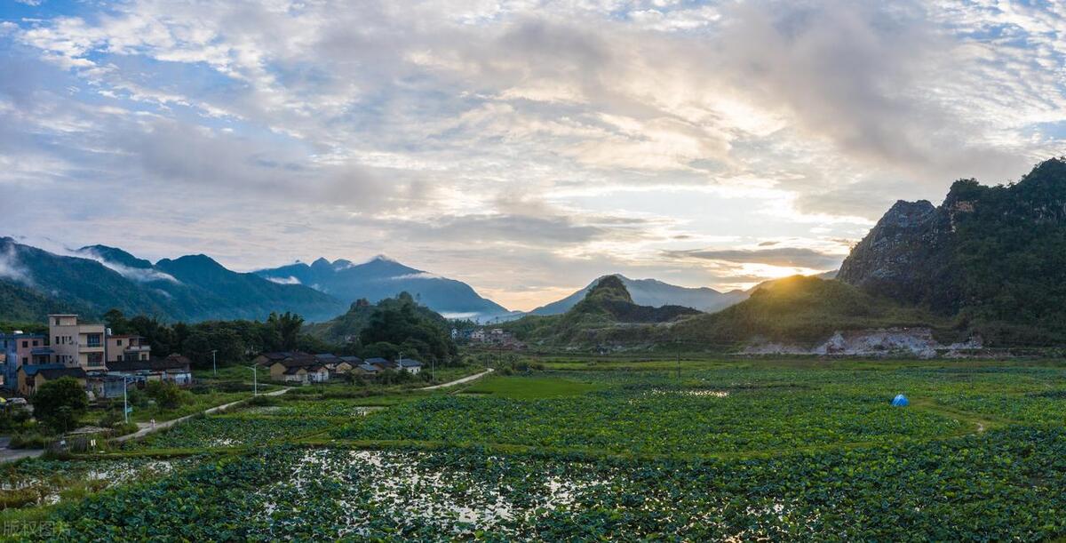 从化草埔村荷花游记,从化小杉村游玩攻略油菜花