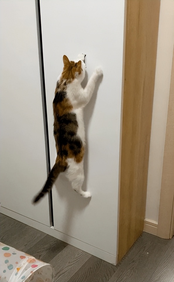 网友画“壁虎”想耍耍自家猫，可没想到…把全网的猫都给骗了