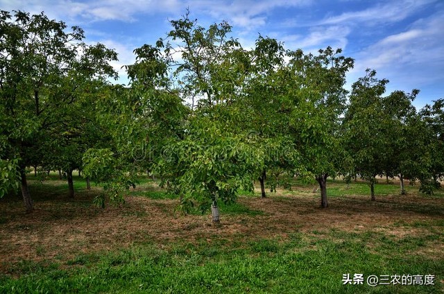 核桃的病虫害防治打什么药,核桃病虫害怎么防治