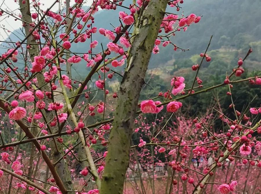 閲嶅簡9鍙风嚎鍦ㄥ皬榫欏潕鎬庝箞鎹箻1鍙风嚎,閲嶅簡鍦伴搧9鍙风嚎绾㈠博鏉戠珯4鍙峰嚭鍏ュ彛