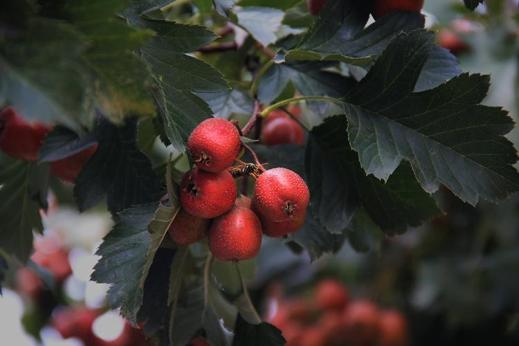 山楂树各阶段病虫害防治技术,山楂树病虫害如何防治