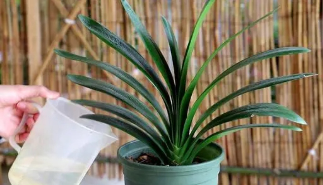 冬季养花别瞎养,冬季养花浇水的最佳时间