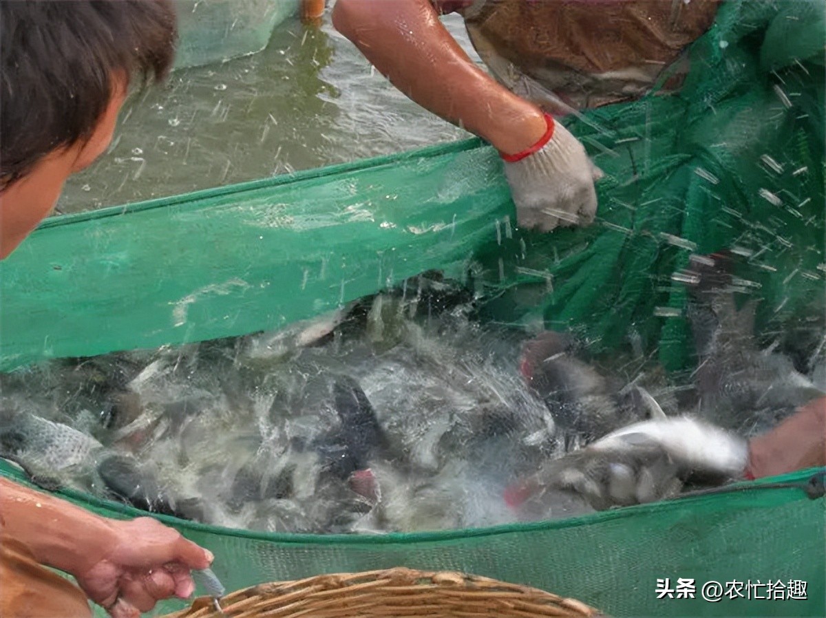 饲料行业低迷如何破局,小型饲料厂亏本