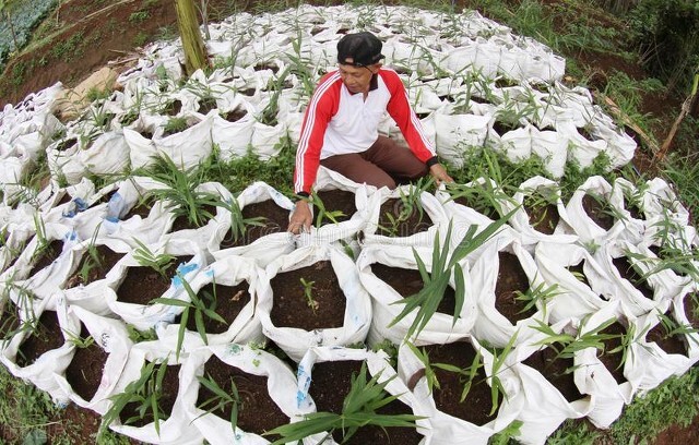 每年花亿元难以清理，洋姜入侵国外泛滥，为啥中国却大量种植？