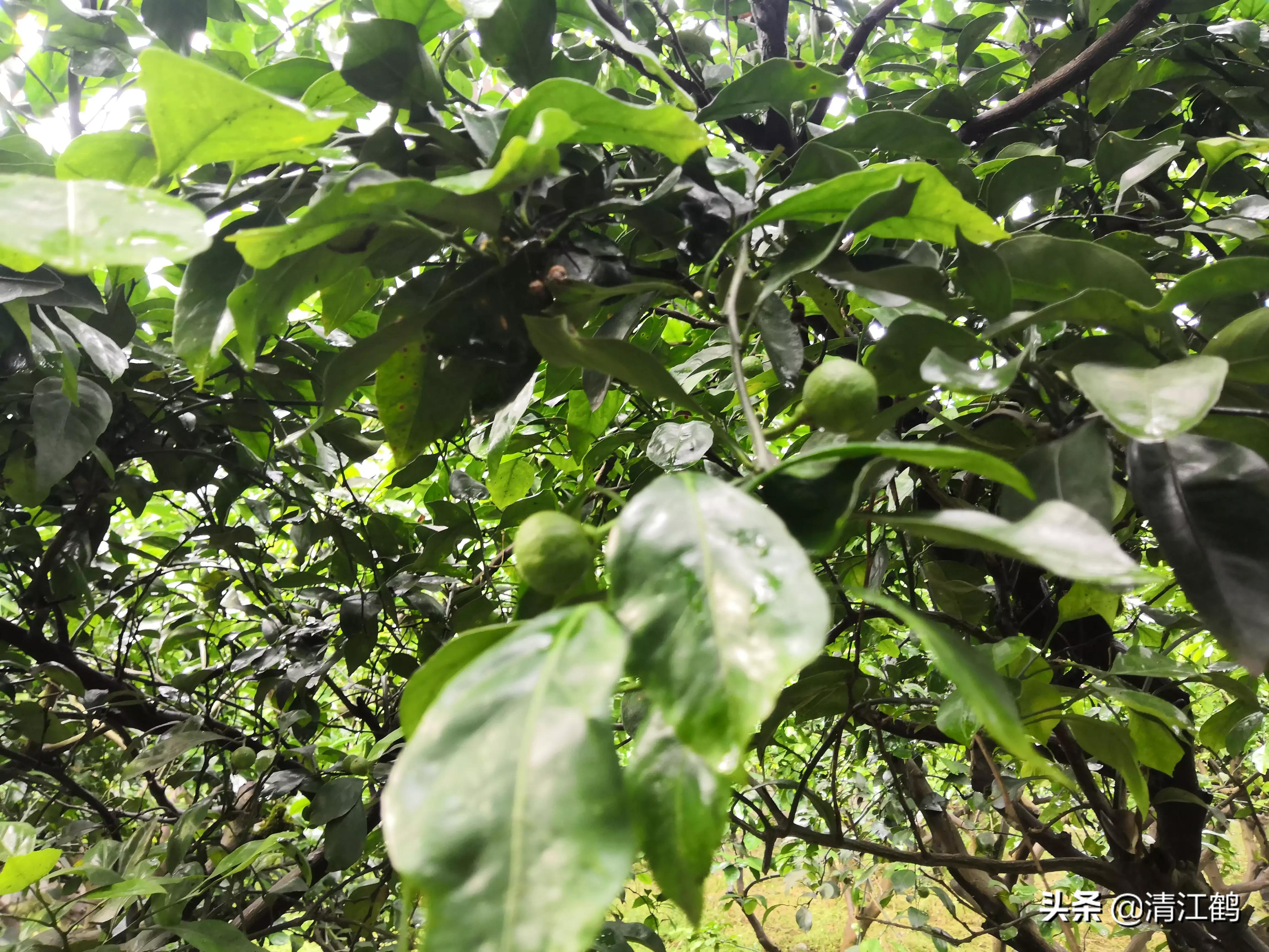 黄龙病树不砍除会自然枯死吗,黄龙树病能治理吗