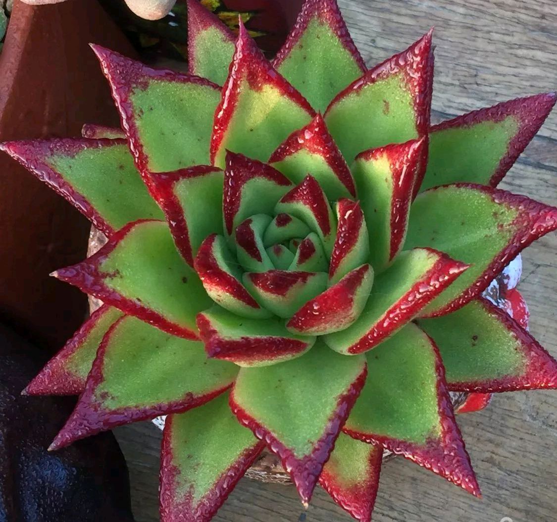 十二卷多肉的品种图鉴,100种多肉植物图片大全