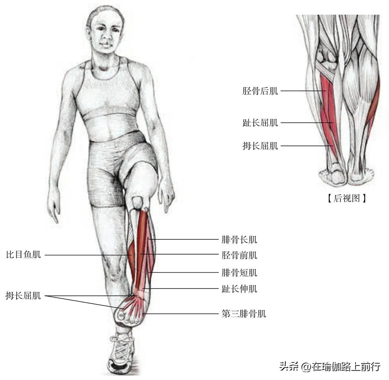 拉伸髂胫束,胫束拉伸的正确步骤