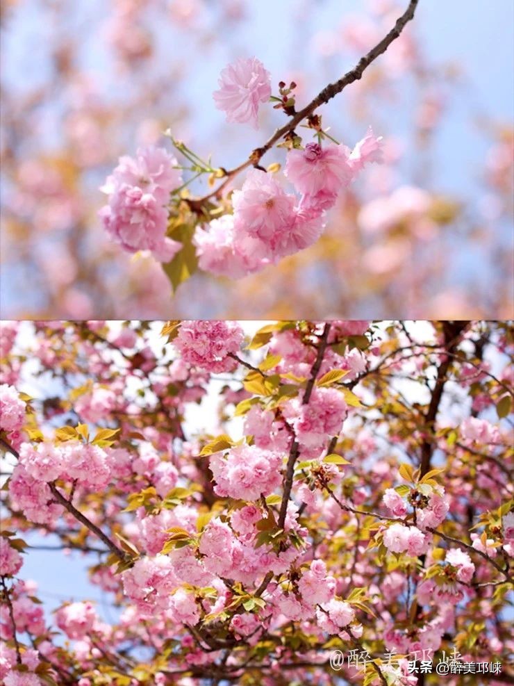 冬日到昆明赴一场浪漫的樱花之约,一场浪漫的樱花邂逅