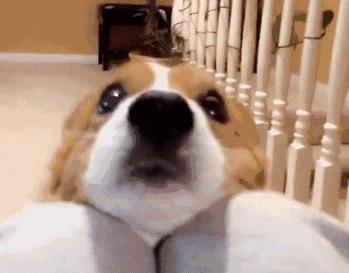 关于“柯基”的15条冷知识，知道10条以上，说明你很爱狗