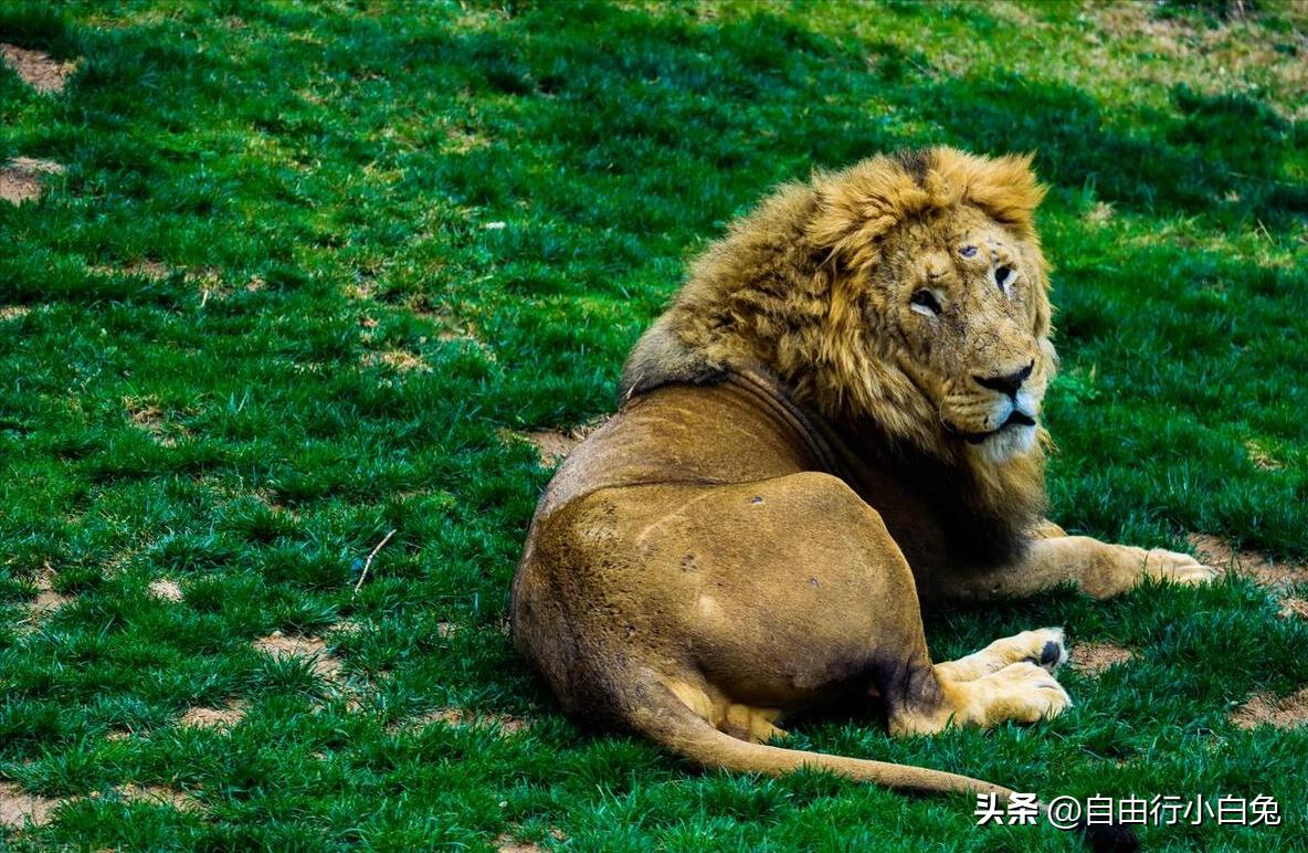 大兴野生动物园猛兽体验,走进野生动物园探索神奇大自然