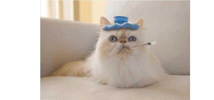 猫咪肾衰竭发烧了,猫咪打疫苗后发烧