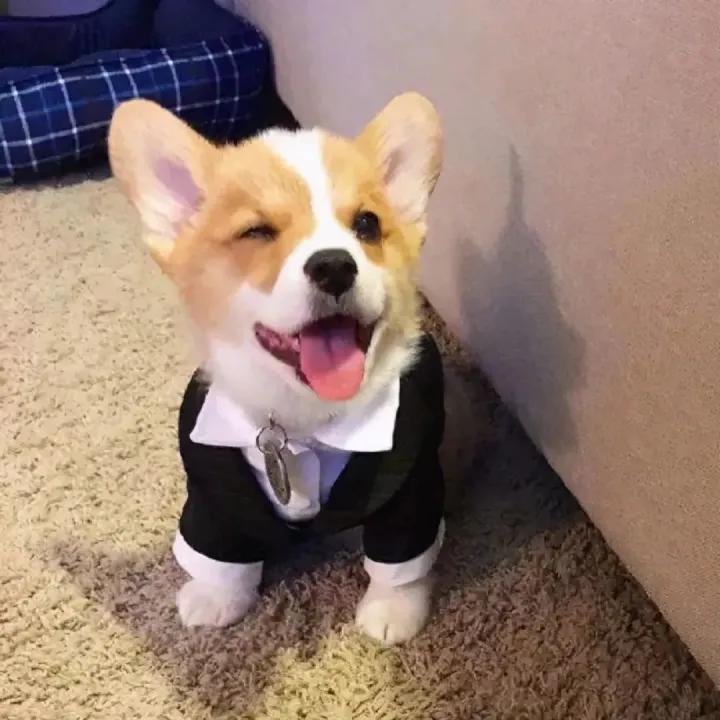 6种最聪明的狗狗你有没有养过呢,最受欢迎的10种狗狗排行榜