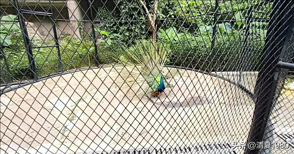 深圳东湖公园门票多少钱一张,深圳东湖公园景点图片高清