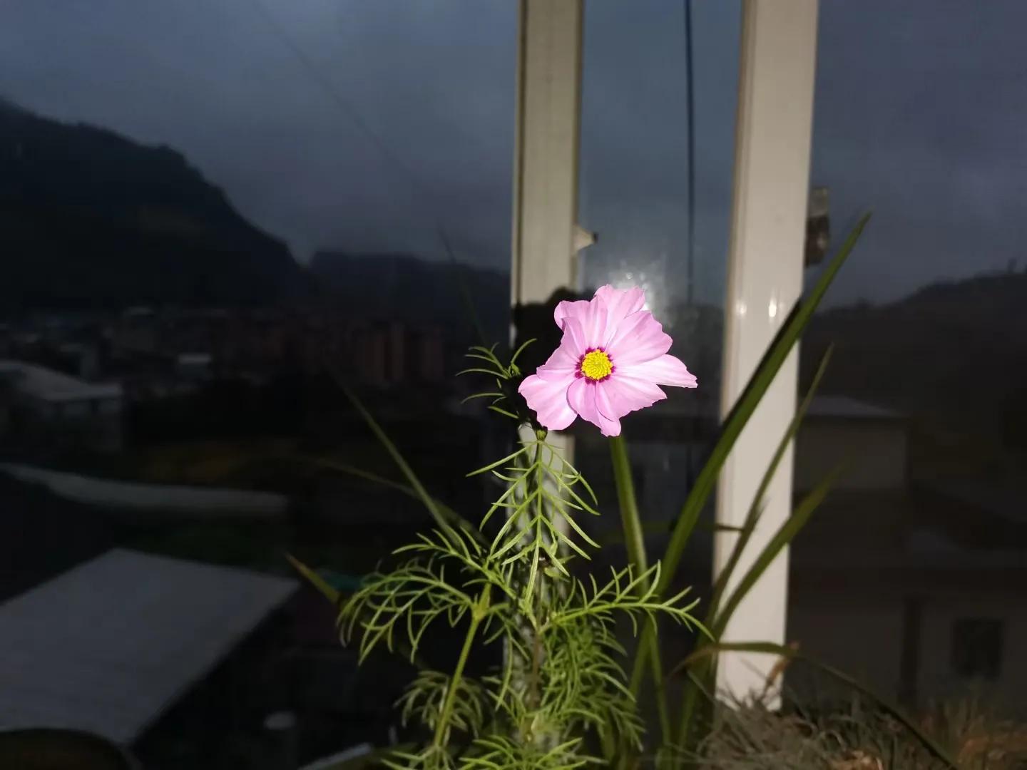 格桑花的花语经典片段,格桑花的花语