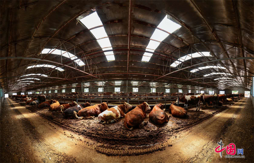 “全国肉牛产业第一重镇”如何建？邢界红代表为通辽代言