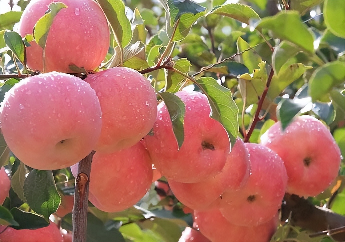 猕猴桃能消除脸上的皱纹吗,吃猕猴桃可以防止皱纹吗