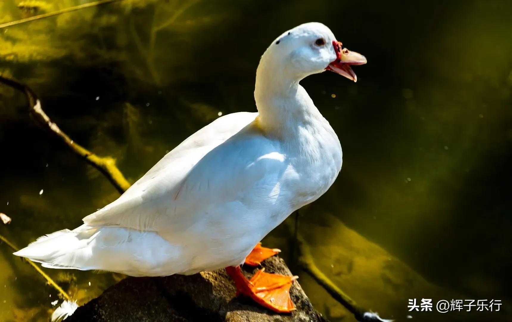 广东潮州凤凰海棠花谷，风光旖旎，3条绝美徒步线路值得一走