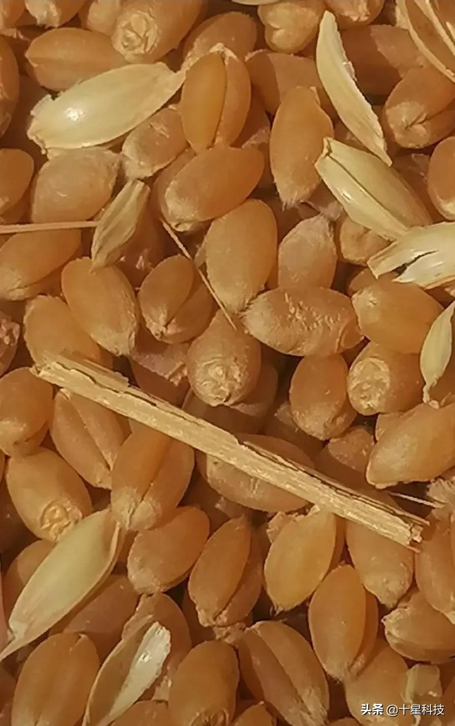 河南富硒小麦品种推荐,小麦蛋白质含量前十品种