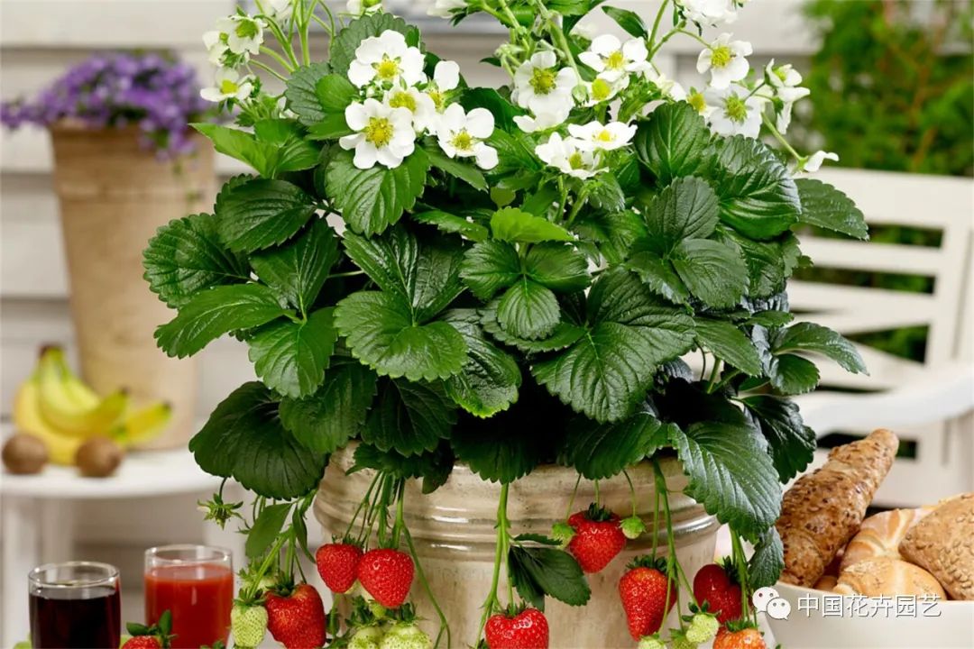 鑺卞崏鍝佺灞曠ず,鏂颁紭鑺卞崏鍝佺灞曠ず