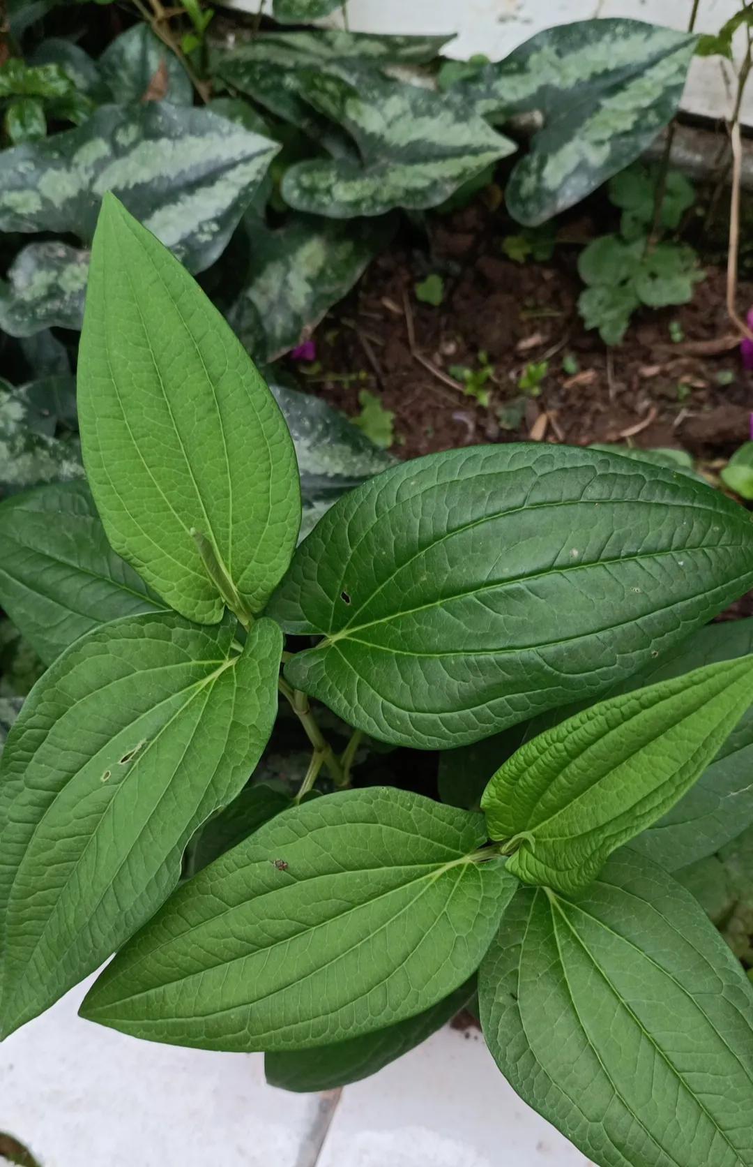 更年期脸红潮热吃杞菊地黄丸行吗,杞菊地黄丸对更年期有好处吗