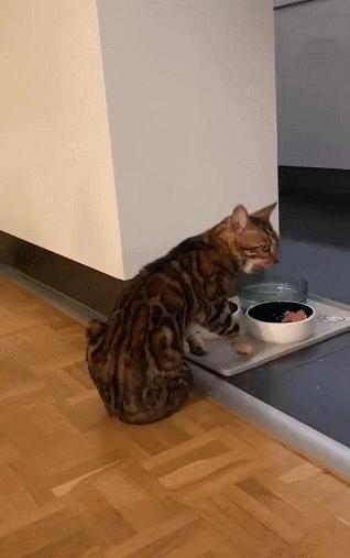 公鸡：他们在做啥午餐？猫：你老婆炖土豆