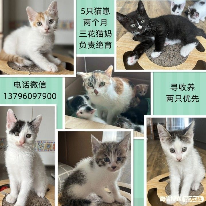 宠物领养、全国宠物*养送**、押金无偿免费领养 20220720