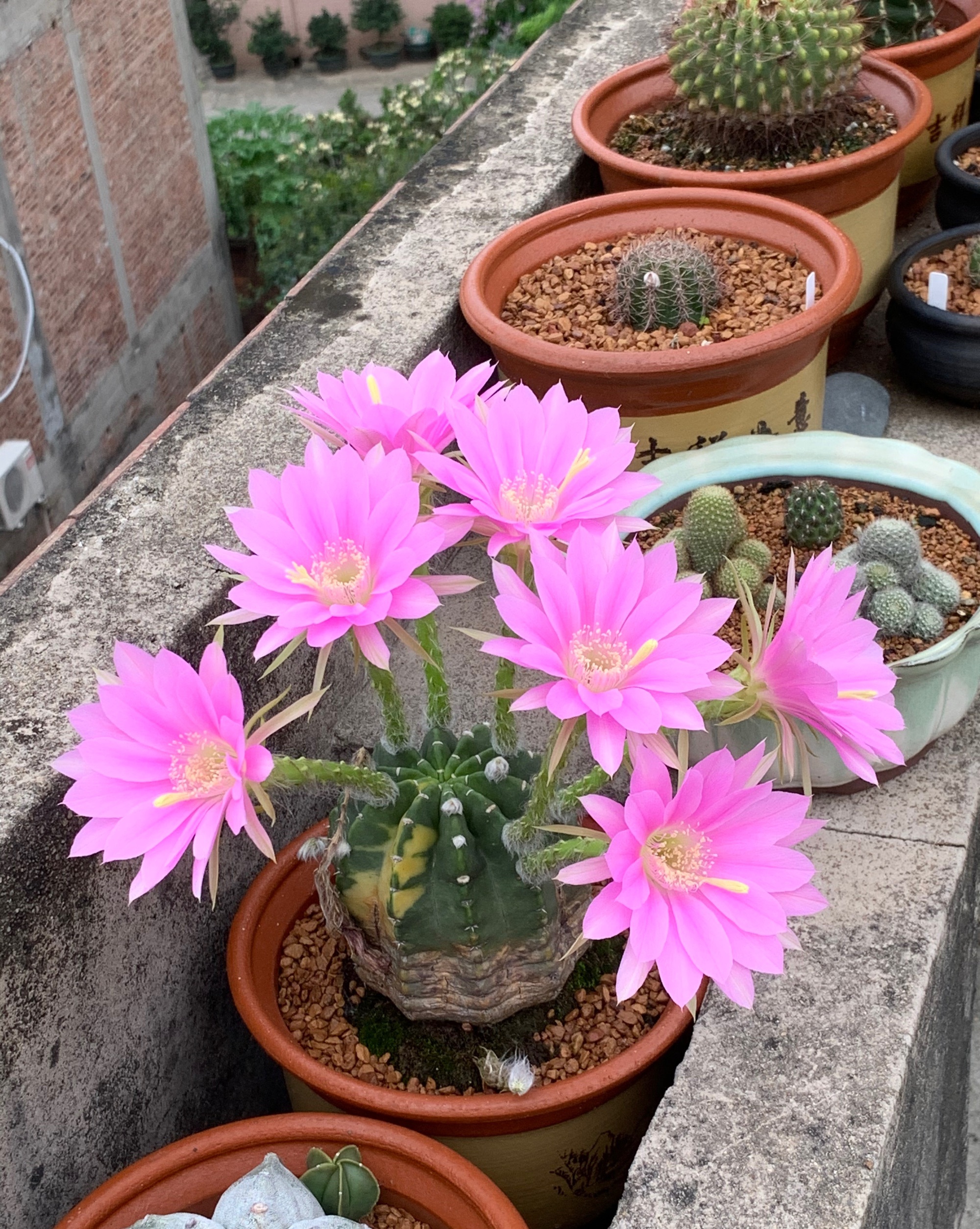 9种很会开花的仙人球，个个颜值高、开花勤奋，养护也简单