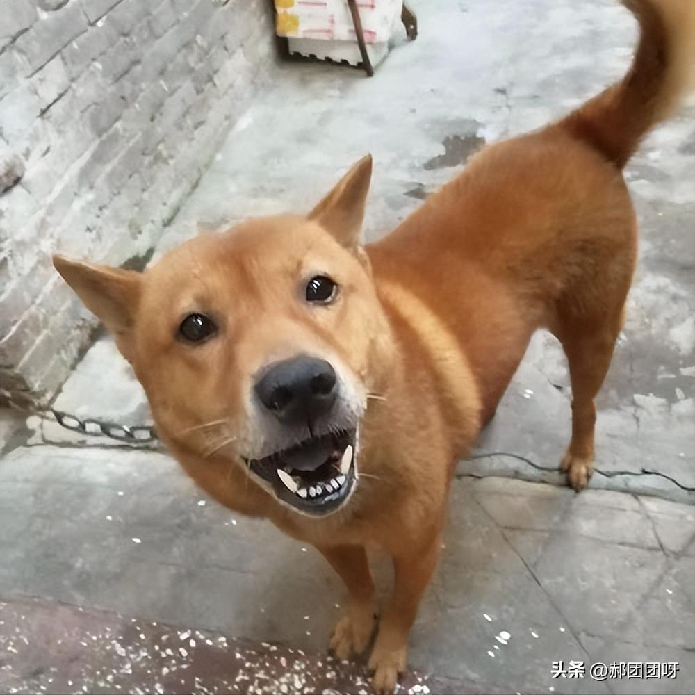 家里的土狗从没见过面,农村土狗没见过世面