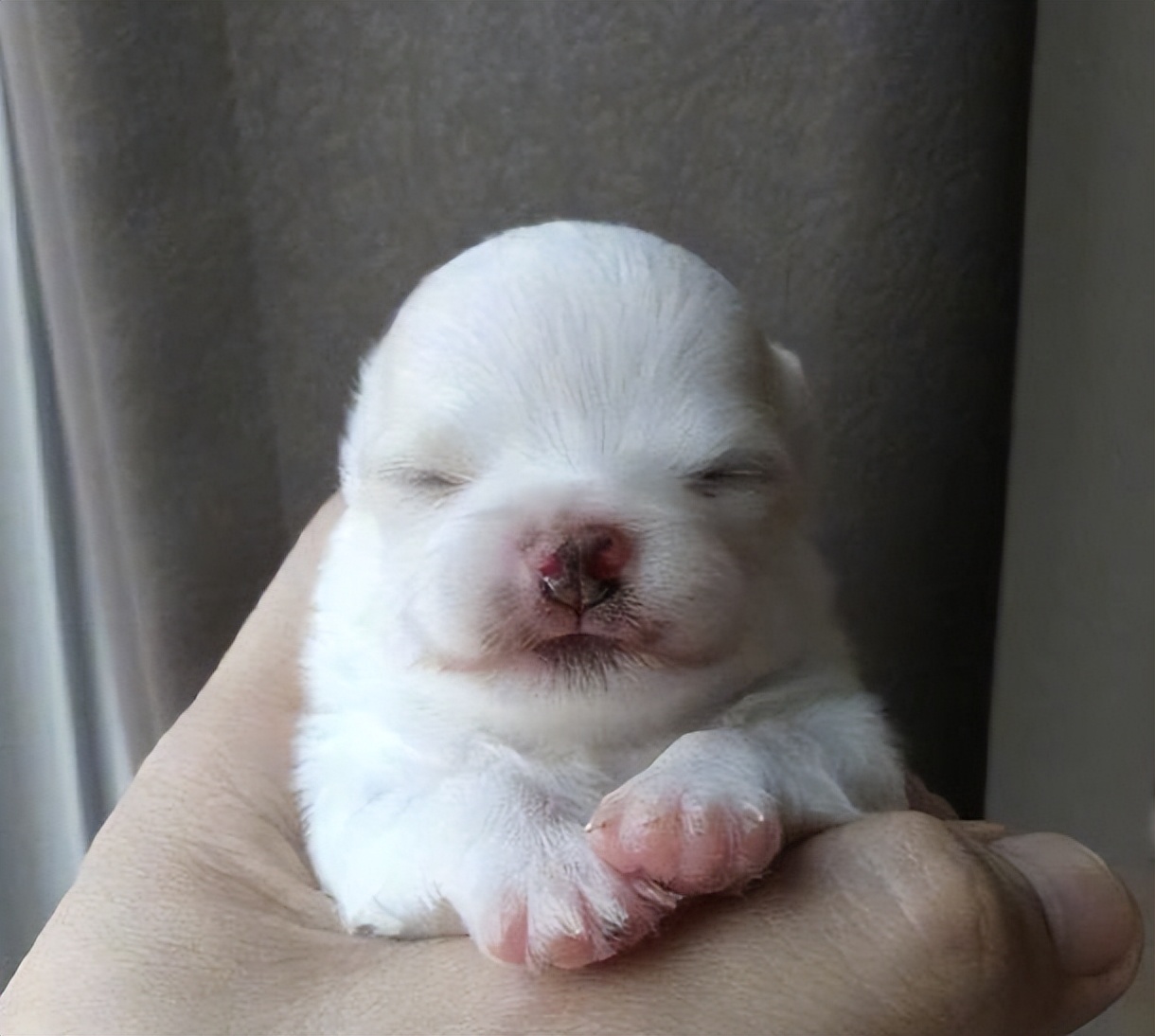 幼犬1-3个月怎么喂养土狗,如何快速成为幼犬的铲屎官