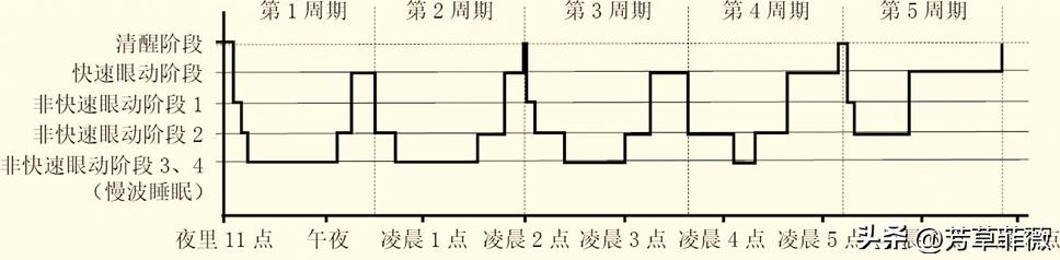 我们为什么要按时睡觉,你为什么每天都要睡觉