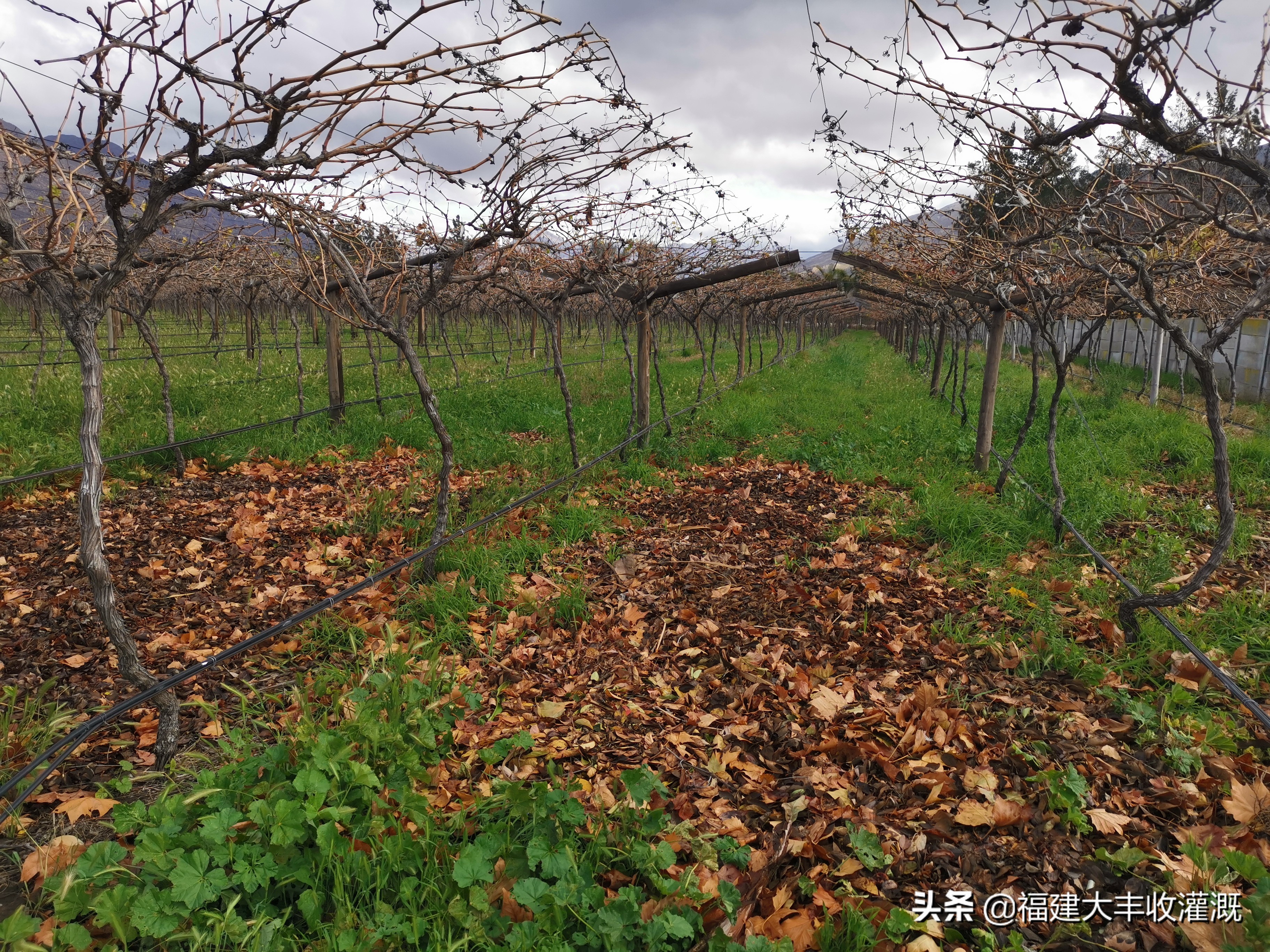 滴灌带到地里出现问题怎么解决,滴灌带堵塞原因
