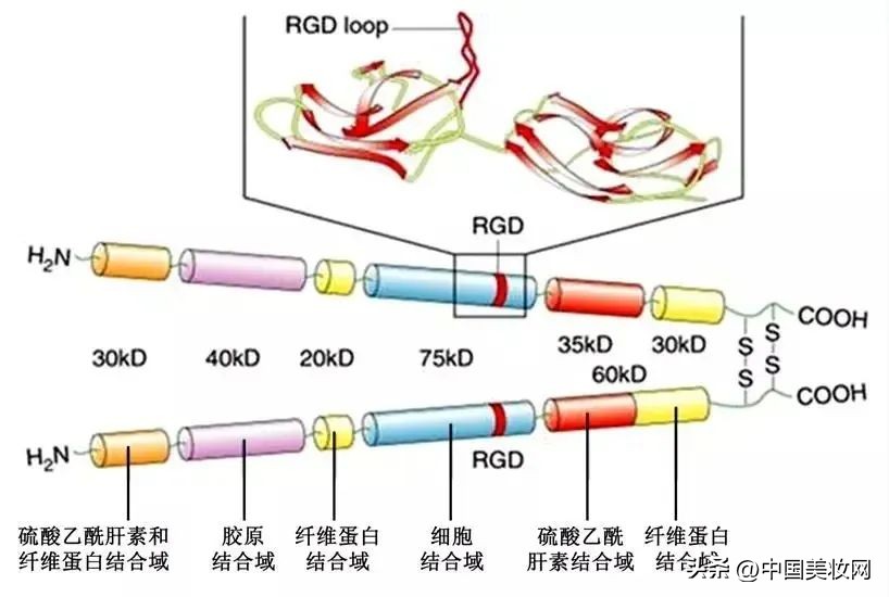 千亿“战痘”市场的八种热门成分是什么?