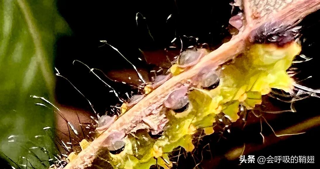 绿尾大蚕蛾怎么样驱除,大蚕蛾饲养记录