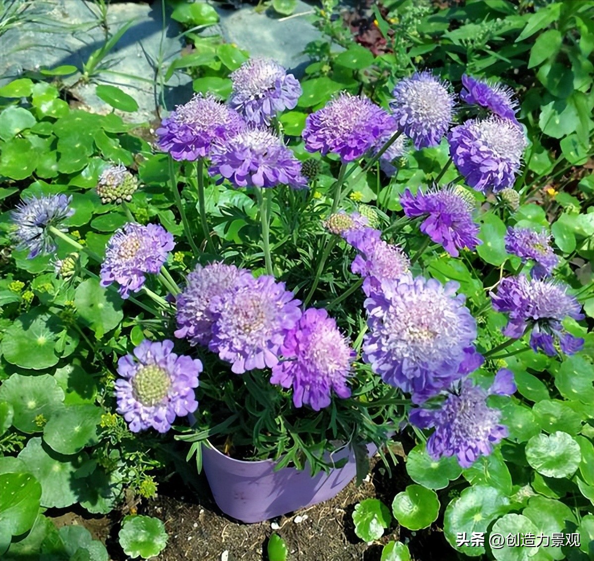 夏季好养的花卉有哪些,夏季的常见花卉有哪些