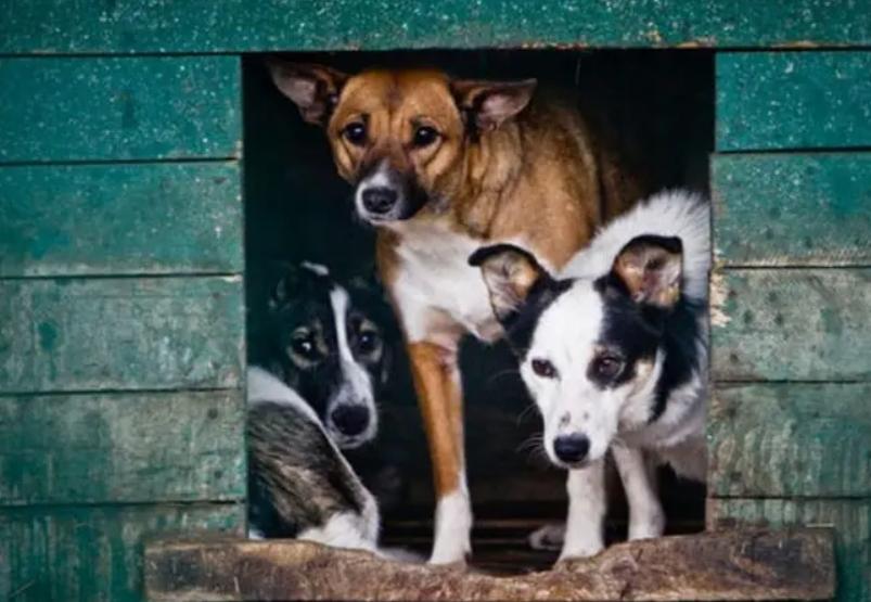 台湾女孩简稚澄,台湾女子给狗狗安乐死