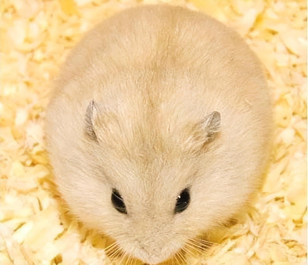 布丁鼠成长全过程,布丁鼠容易上手吗