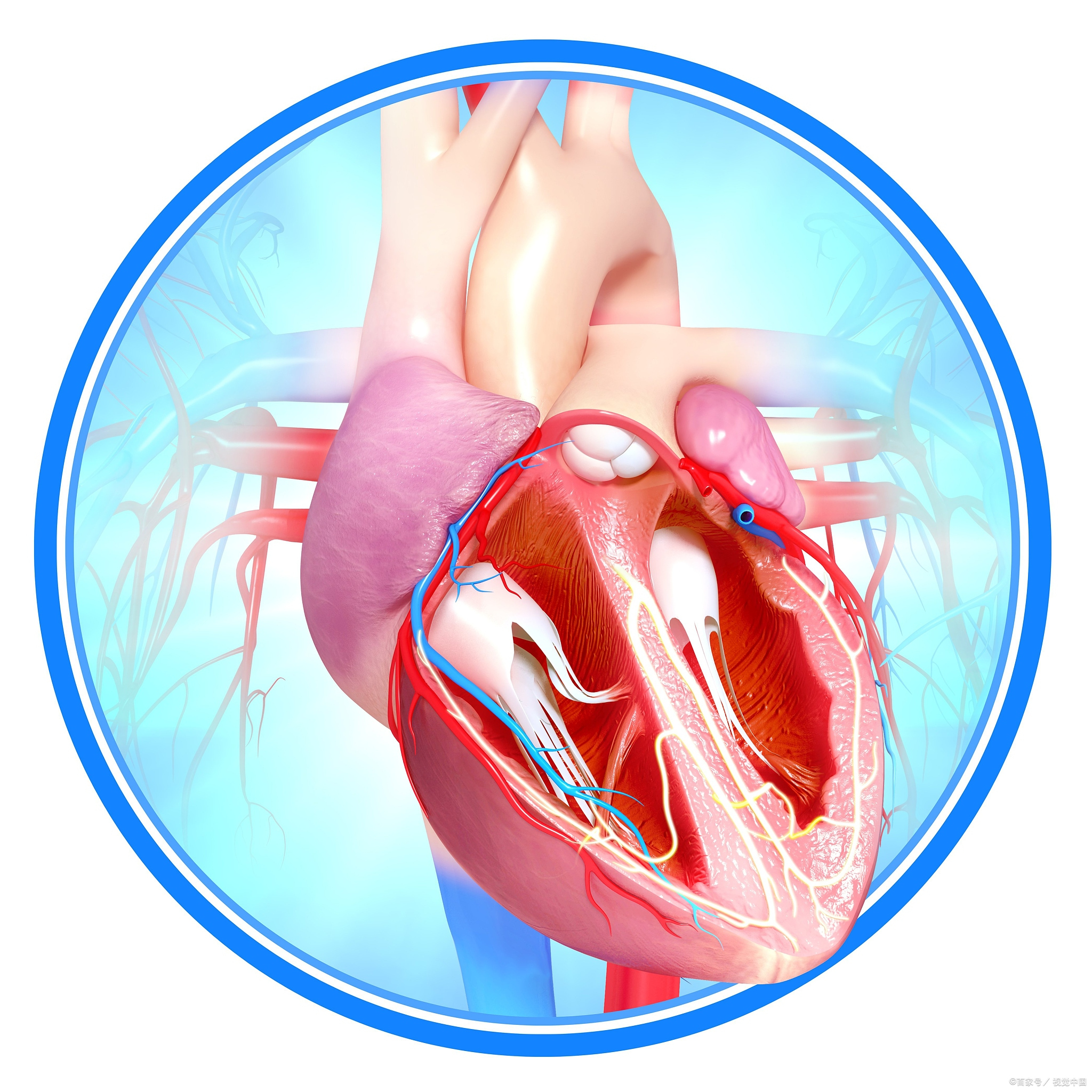 先天性瓣膜性心脏病会死吗,瓣膜性心脏病手术费用多少钱