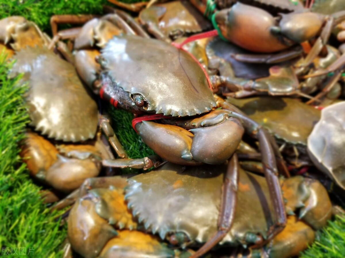 螃蟹钳子夹断技巧,螃蟹夹子是怎么夹住东西